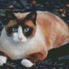 Siamese Snowshoe Cat Diamond Paintings