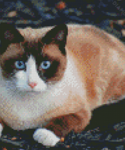 Siamese Snowshoe Cat Diamond Paintings