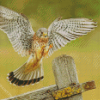 The American Kestrel Bird Diamond Paintings