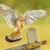 The American Kestrel Bird Diamond Paintings