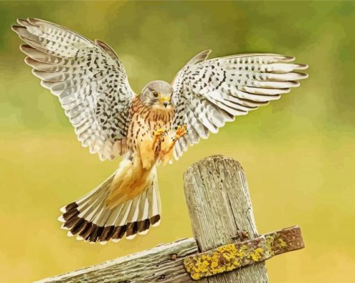 The American Kestrel Bird Diamond Paintings