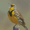 Western Meadowlark Diamond Paintings