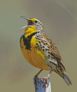 Western Meadowlark Diamond Paintings