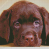 Aestehtic Brown Labrador Diamond Paintings