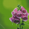 Aesthetic Foxglove Illustration Diamond Paintings