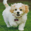 Aesthetic Cavachon Dog Diamond Paintings