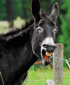 Black Smiling Donkey Diamond Paintings