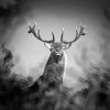 Black And White Stag Animal Diamond Paintings