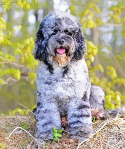 Cool Merle Labradoodle Diamond Paintings