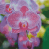 Cool Pink Orchid Diamond Paintings