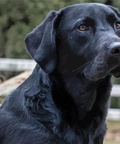 Cute Black Lab Dog Diamond Paintings