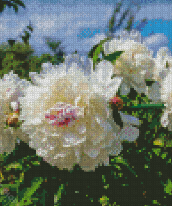 Cute White Peony Diamond Paintings