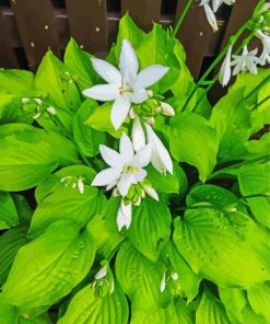 Japanese Flowers Tama Kanzashi Hosta Diamond Paintings