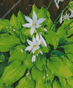 Japanese Flowers Tama Kanzashi Hosta Diamond Paintings