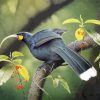 lonelly Huia Bird Diamond Paintings