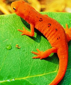 Newt On Leaf Diamond Paintings