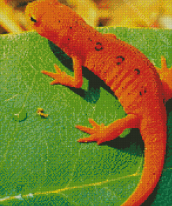 Newt On Leaf Diamond Paintings