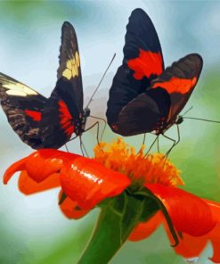 Orange And Black Butterflies And Blossoms Diamond Paintings