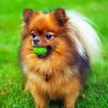 Pomeranian Dog Diamond Paintings