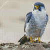 Aesthetic Peregrine Falcon Diamond Paintings