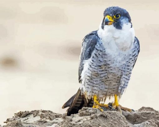 Aesthetic Peregrine Falcon Diamond Paintings