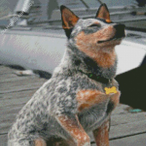 Australian Cattle Dog Sitting Diamond Paintings