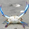 Beautiful Blue Crab Diamond Paintings