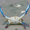 Beautiful Blue Crab Diamond Paintings