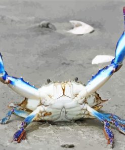 Beautiful Blue Crab Diamond Paintings