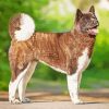 Brown American Akita Dog Diamond Paintings