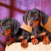 Dachshund Miniature Puppies Diamond Paintings