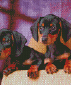 Dachshund Miniature Puppies Diamond Paintings