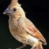 Juvenile Cardinal Art Diamond Paintings