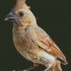 Juvenile Cardinal Art Diamond Paintings