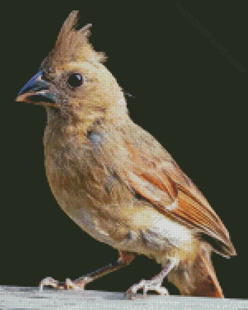 Juvenile Cardinal Art Diamond Paintings