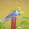 Pale Headed Rosella And Flowers Diamond Paintings