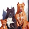 Cute Pit Bull Family Diamond Paintings