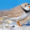 Piping Plover Bird Diamond Paintings