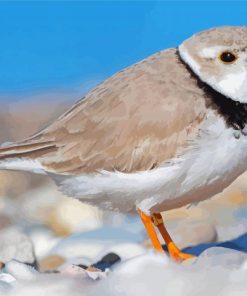 Piping Plover Bird Diamond Paintings