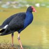 Pukeko Bird Diamond Paintings