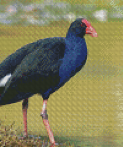 Pukeko Bird Diamond Paintings