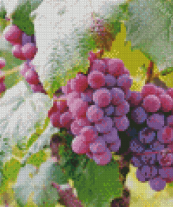 Purple Grape Diamond Paintings