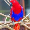 Red Eclectus Parrot Bird Diamond Paintings