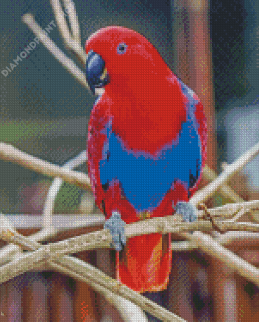 Red Eclectus Parrot Bird Diamond Paintings