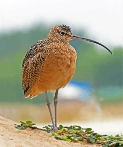 Strand Billed Bird Diamond Paintings