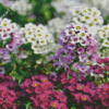 White And Purple Alyssum Diamond Paintings