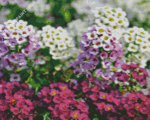 White And Purple Alyssum Diamond Paintings