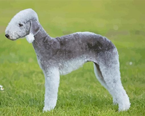 Aesthetic Bedlington Terrier Diamond Paintings