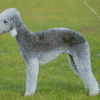 Aesthetic Bedlington Terrier Diamond Paintings