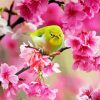 Aesthetic Bird Pink Flower Diamond Paintings